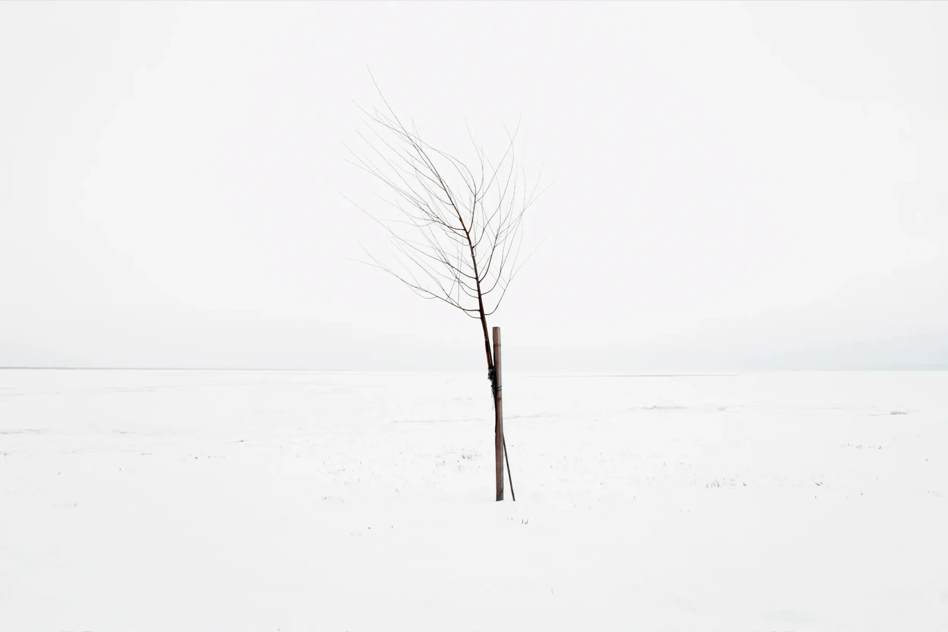 Bare young sapling staked in a vast snow-covered field under a white sky