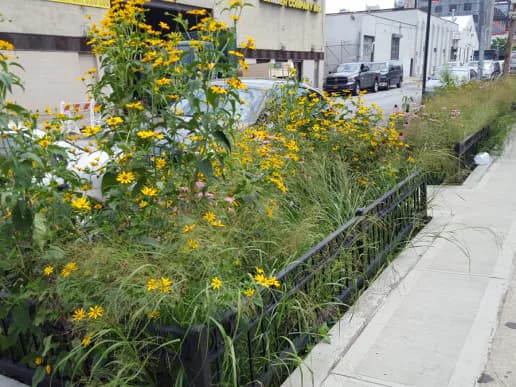 Vibrant yellow wildflowers and native grasses in an urban bioswale along a city street