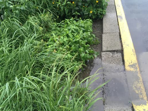 Close-up of pink echinacea and yellow wildflowers with native grasses in an urban green corridor