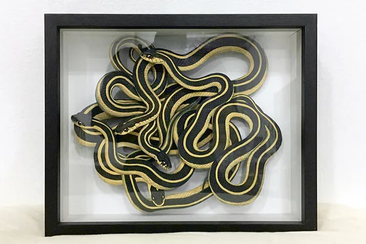 Framed taxidermy-style display of yellow and black striped garter snakes arranged in a coiled composition against white background.