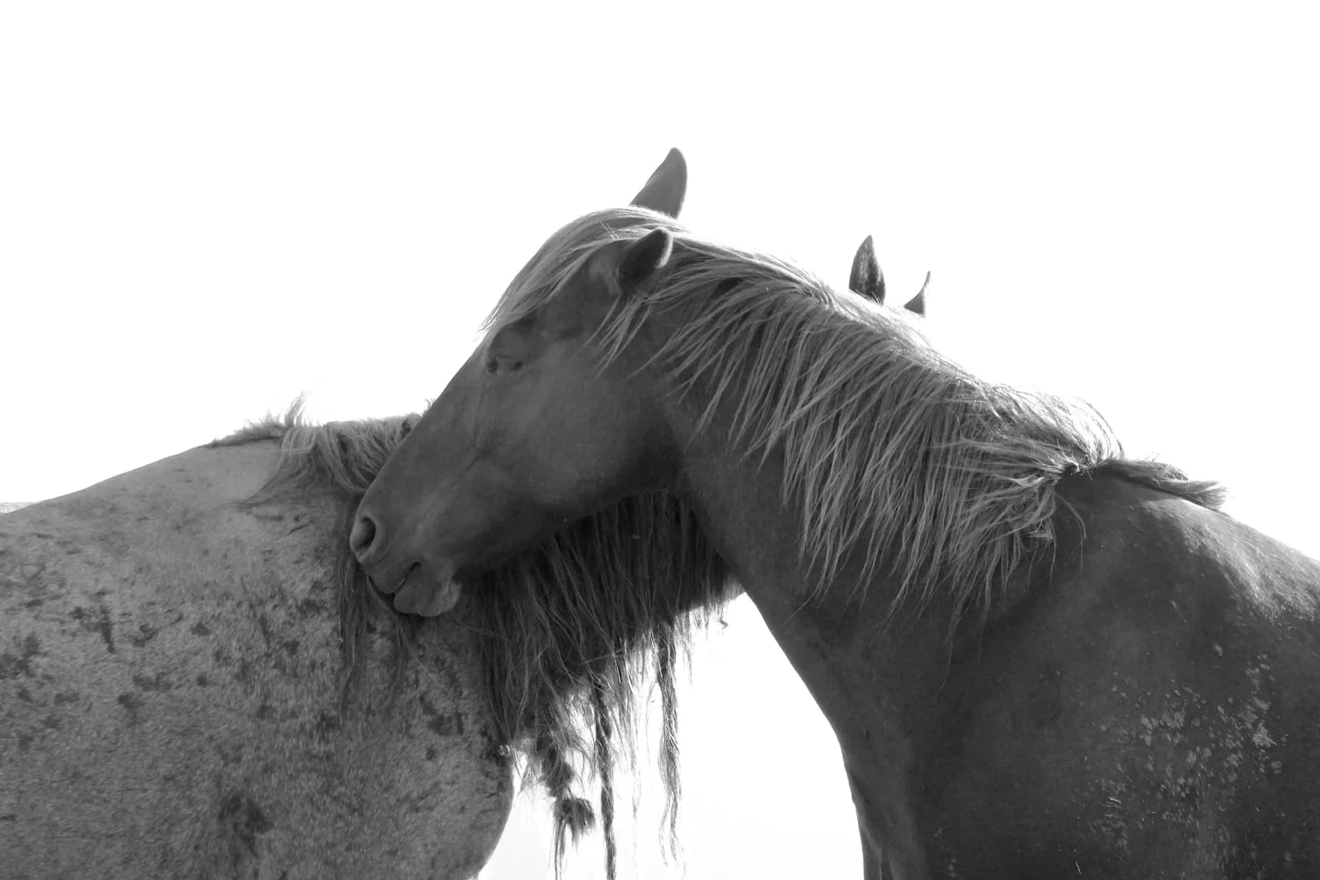 Black and white photograph or drawing of two horses in close proximity with flowing dark manes against a white background.