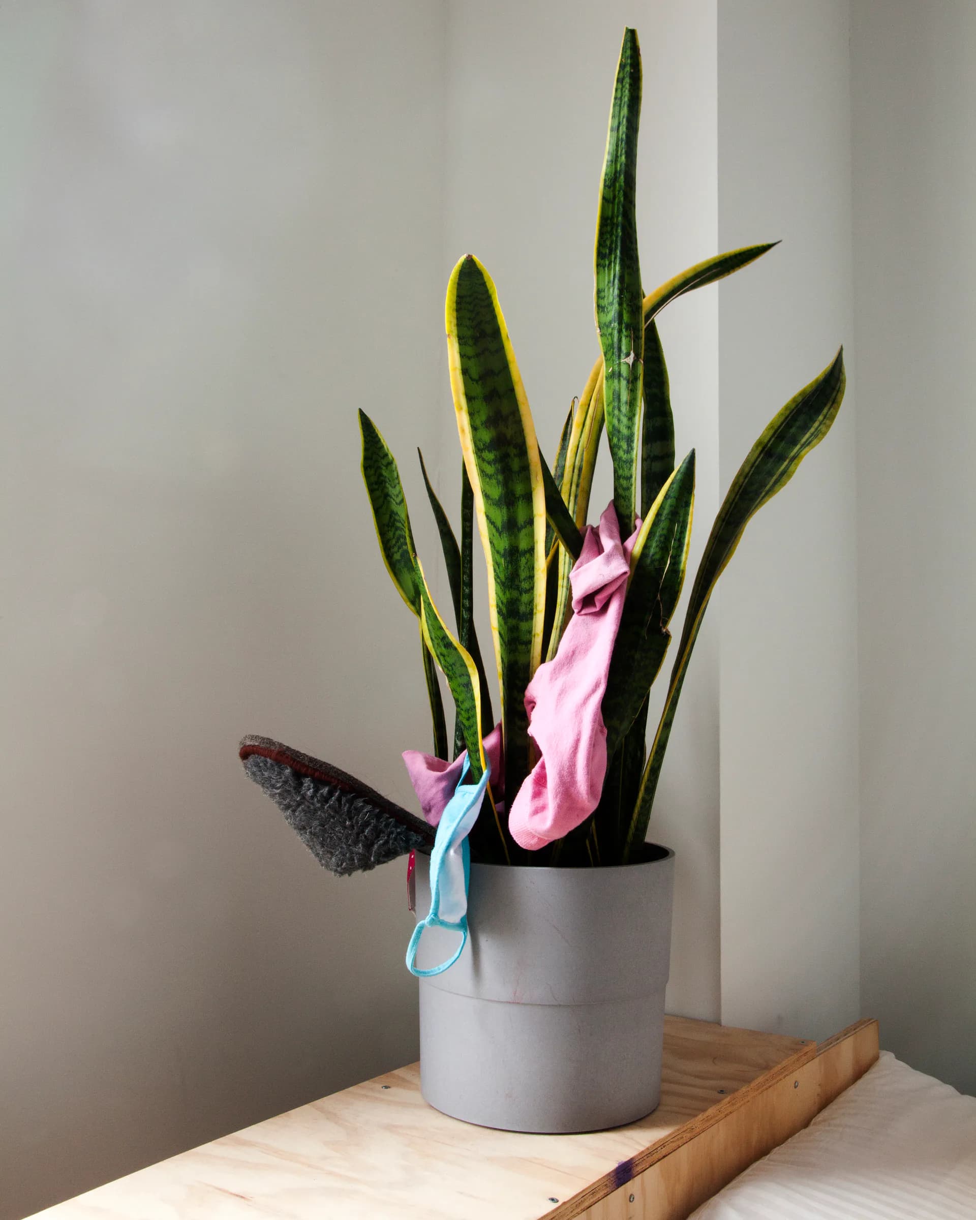 Snake plant with scattered everyday objects including a slipper, sock, and bra draped among its leaves