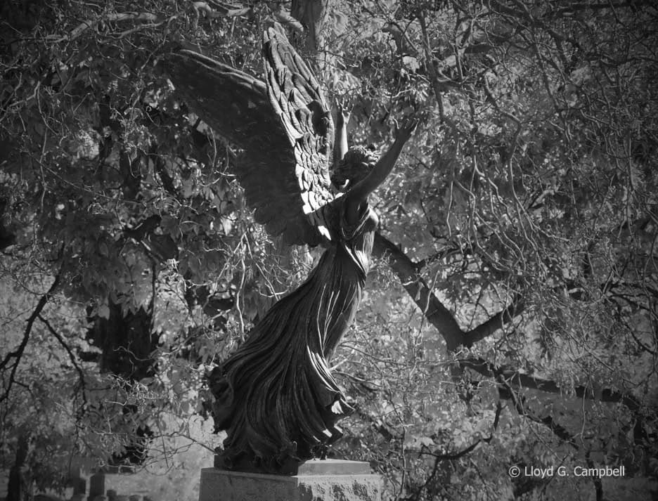 Angel sculpture with large wings rising dramatically against foliage background, black and white photography