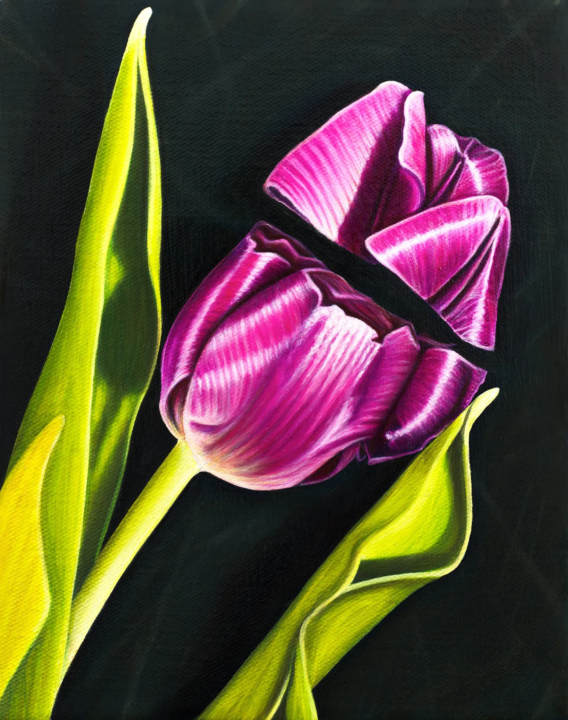 Black leather gloved hand crushing a purple tulip against dark background