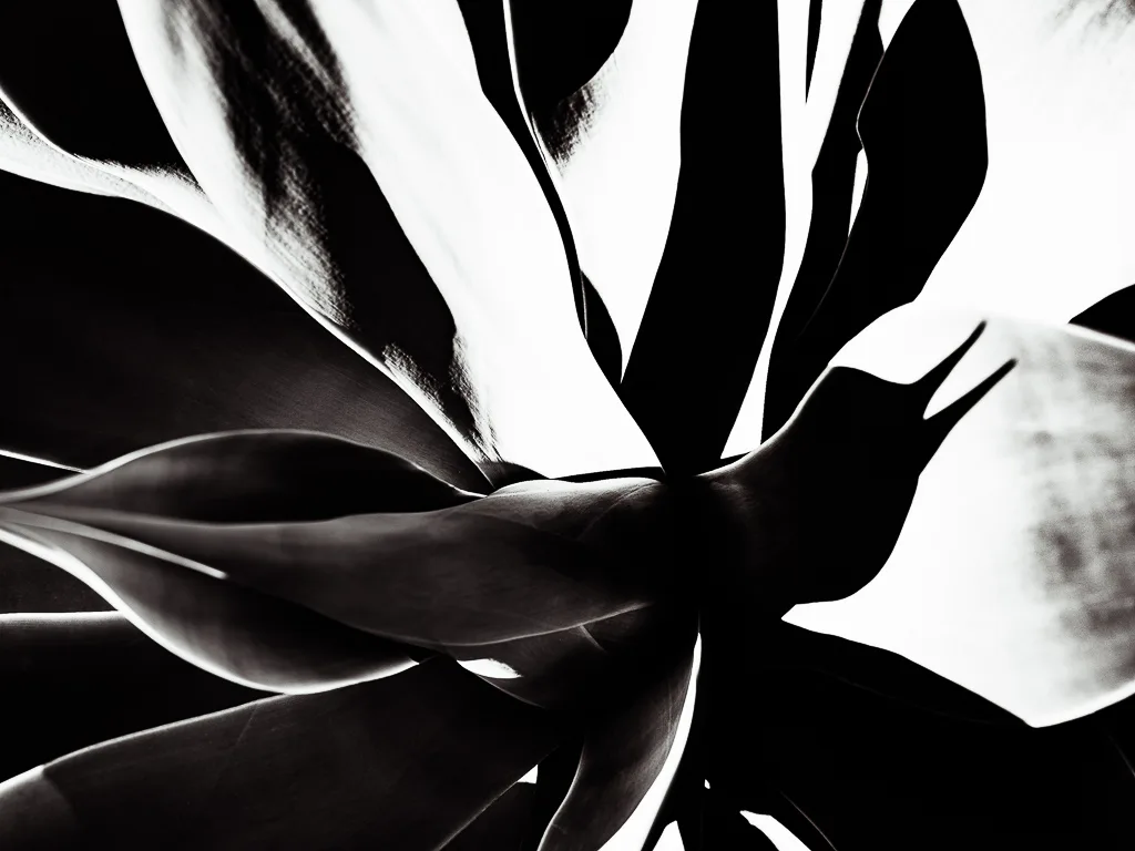 High-contrast black and white close-up photograph of tropical plant leaves radiating from center