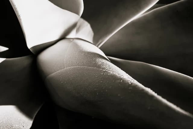Sepia-toned macro photograph of agave plant center showing sculptural curved leaves with water droplets