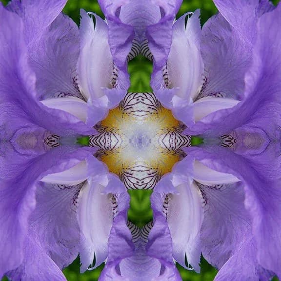 Symmetrical kaleidoscopic photograph of purple iris petals with yellow stamens and green foliage, arranged in a mirrored cross pattern.