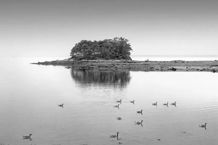 Black and white photograph of a tree-covered island reflected in still water, with waterfowl scattered across the foreground by Richard Serviss.
