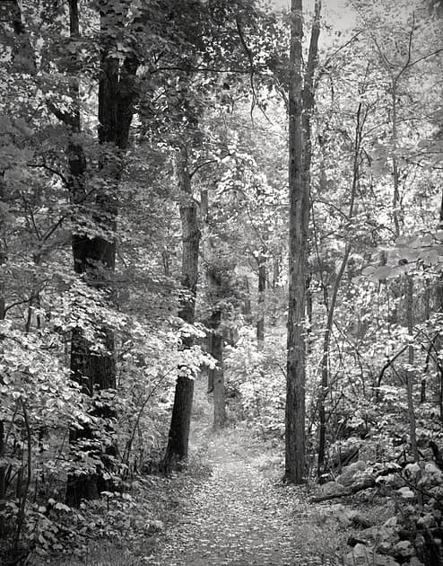Black and white photograph of a forest path lined with tall trees and leaf-covered ground by Richard Serviss.