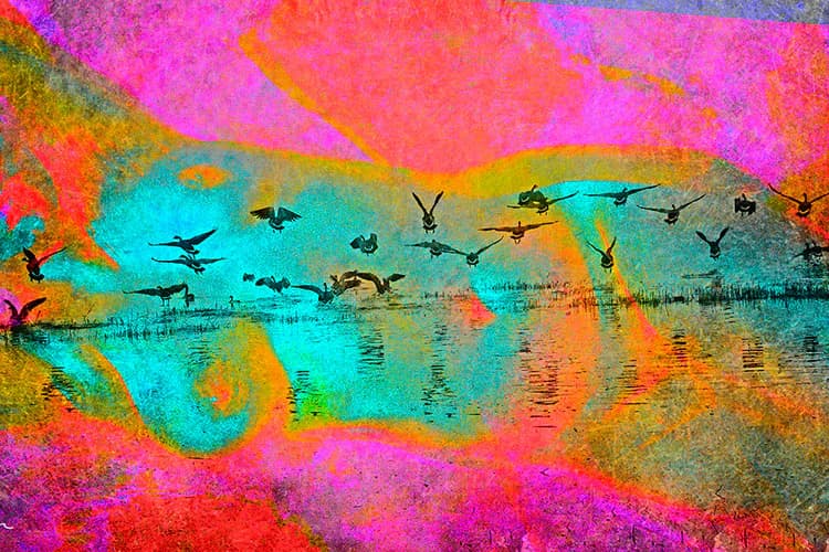 Abstract digital photograph with vibrant magenta, cyan, and orange hues; silhouetted birds in flight over a reflective water landscape with layered, painterly color overlays.