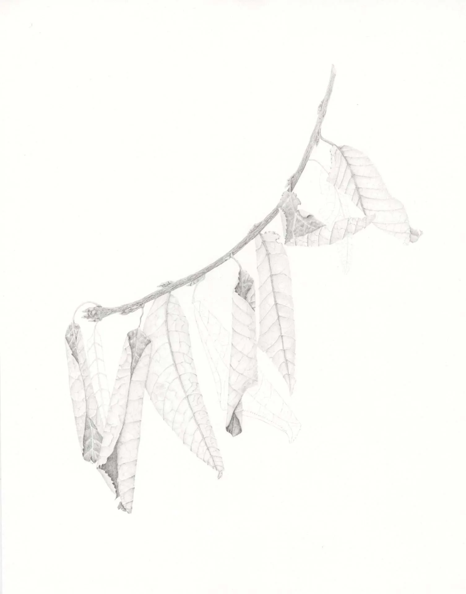 Artwork 02 by StellarNebula420