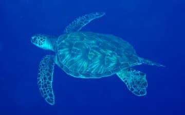 Green sea turtle swimming in deep blue water