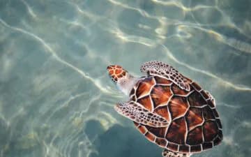 Young sea turtle swimming in shallow sunlit water