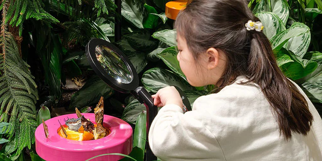 Child viewing insects through magnifying glass at American Museum of Natural History's interactive nature exhibit with lush green plants and pink exploration tray.