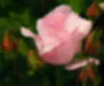 Close-up photograph of pink rose bloom with green foliage and reddish-brown stamens, soft focus botanical study.