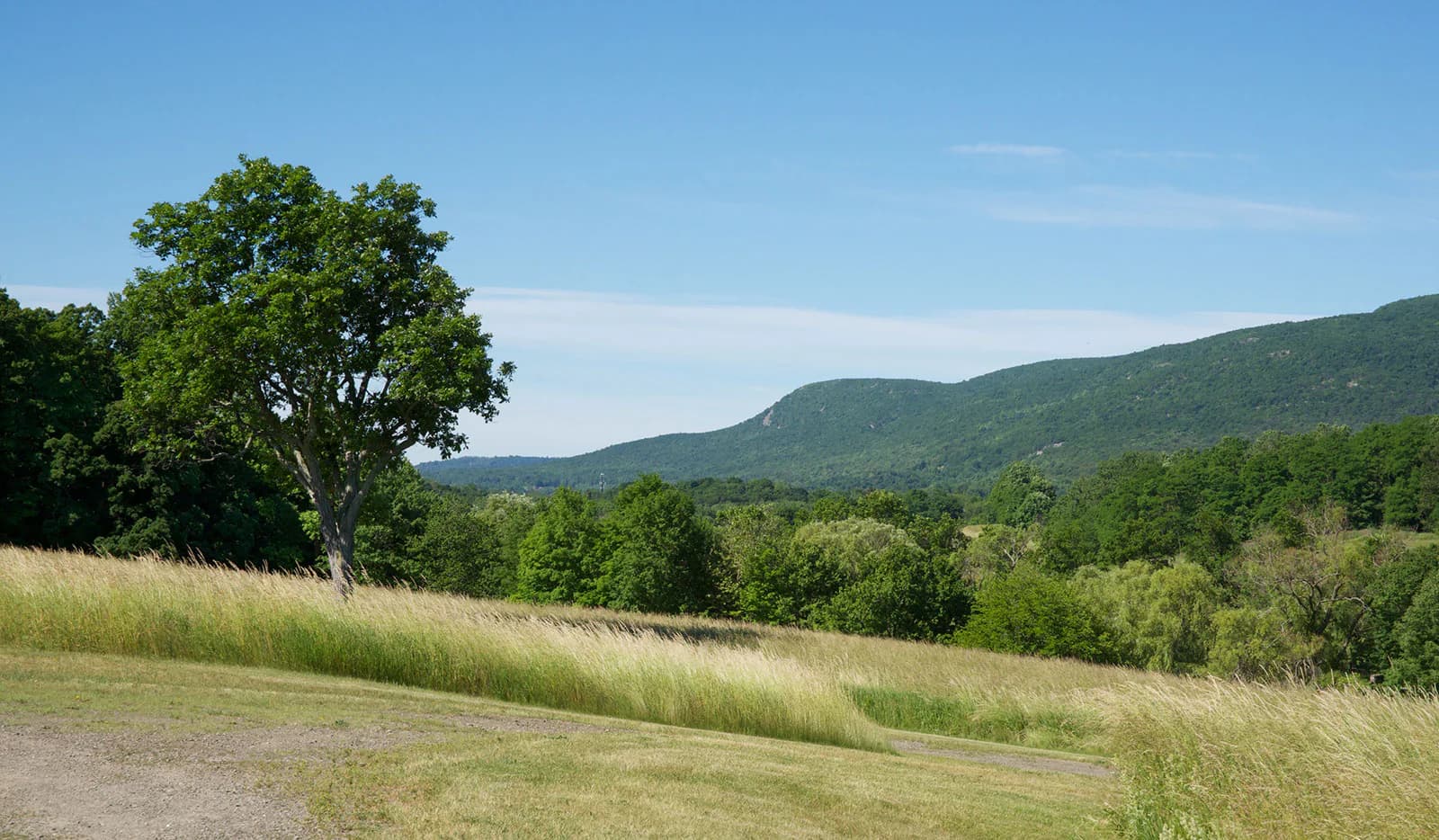 Landscape photograph featuring rolling green hills, a solitary tree, and distant mountains under clear blue sky; mixed-media work by Blue Mountains Projects.