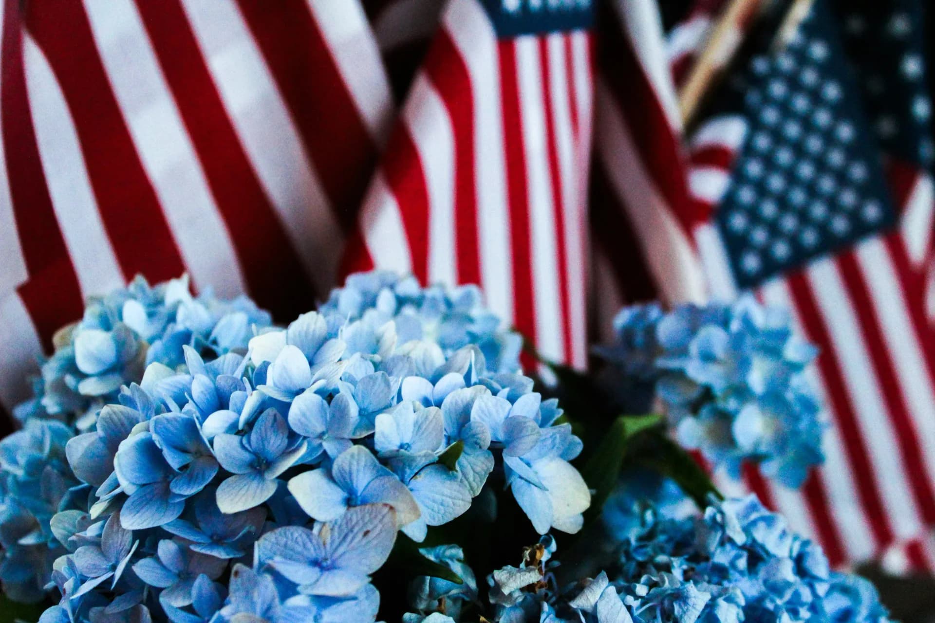 Close-up photograph of blue hydrangea flowers with American flags blurred in background, patriotic composition.