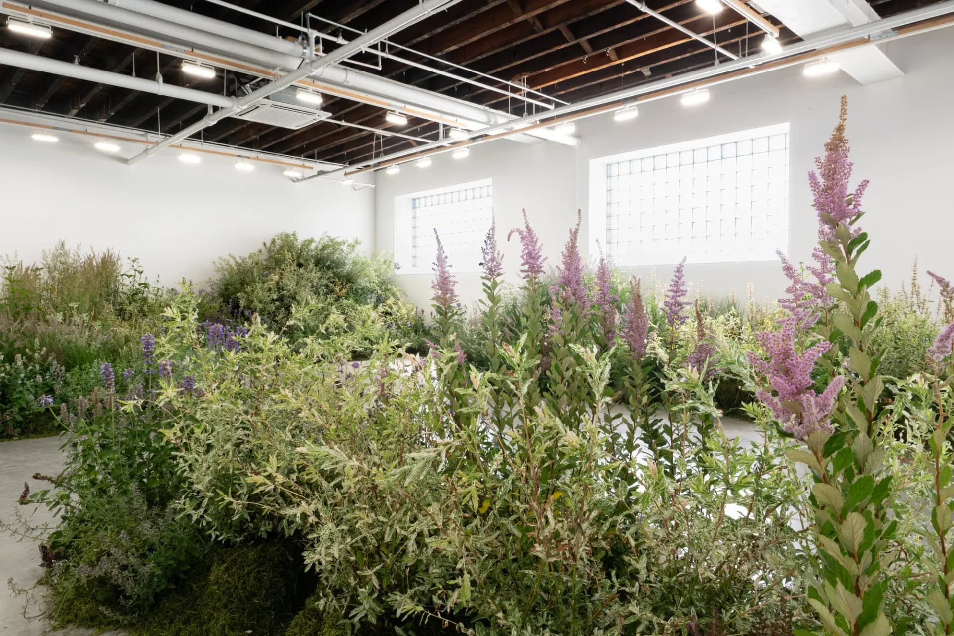 Living installation of potted plants with purple flowering stems and varied green foliage arranged densely in a white gallery space.
