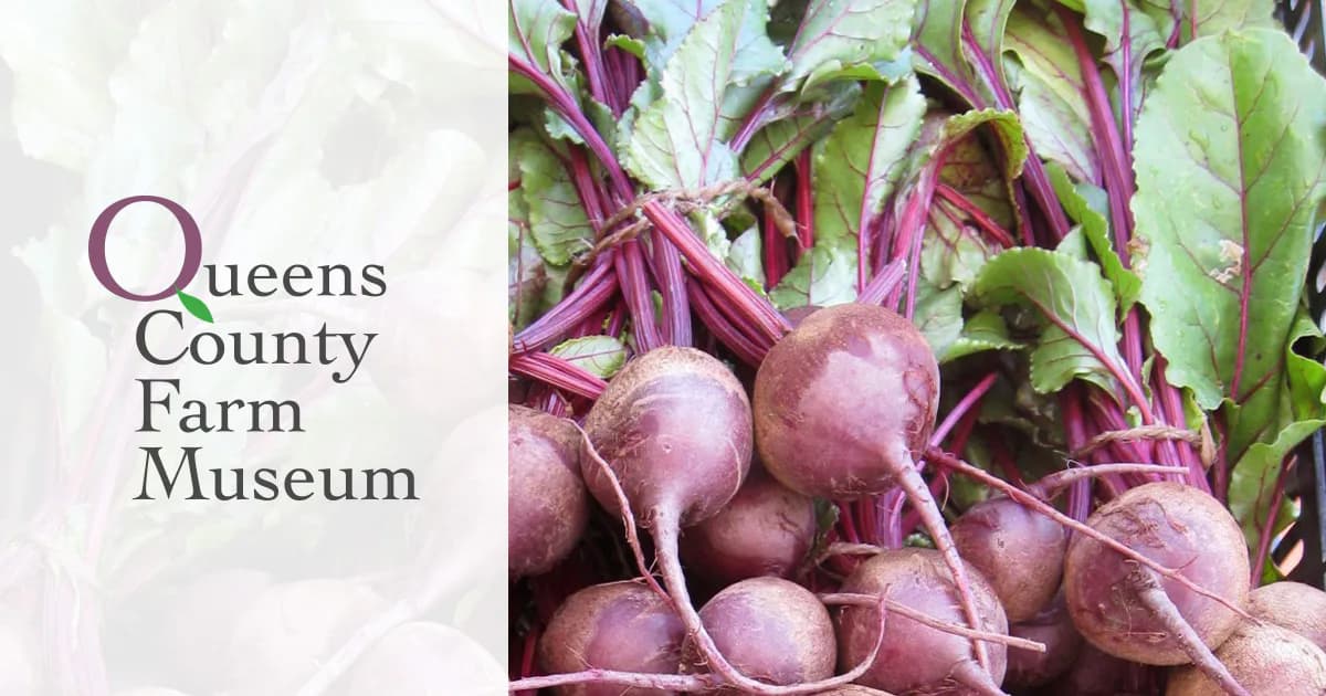 Purple and pink radishes with green stems arranged together, photographed in natural light.