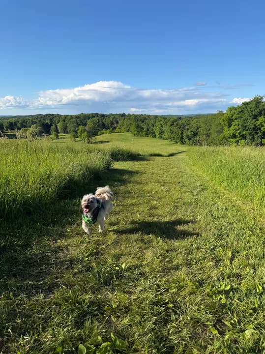 Light-colored dog walking through a sunny green field with trees and clouds in the background.
