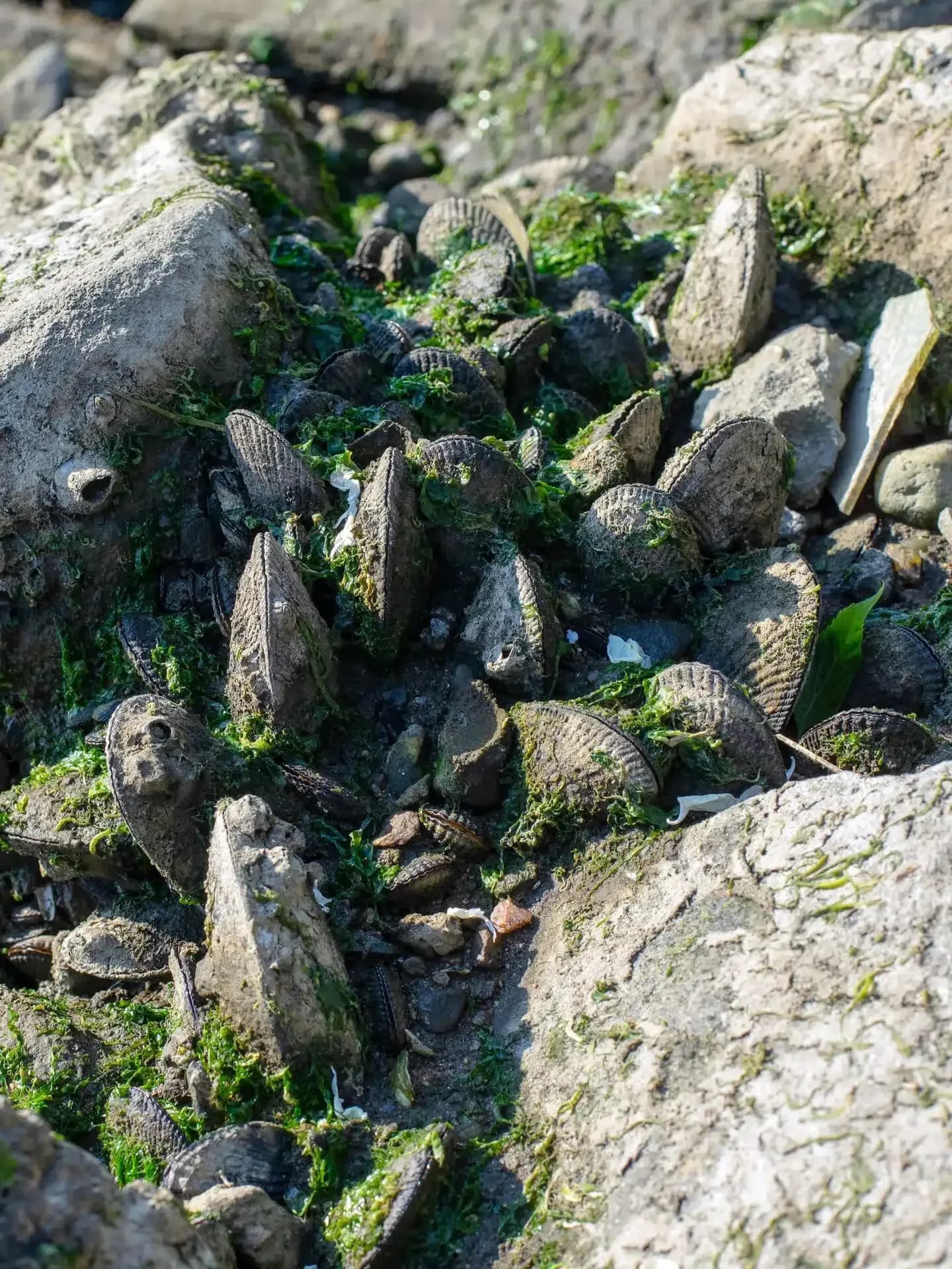 Close-up photograph of rocks and boulders covered in green moss and algae with barnacle-like shells attached.