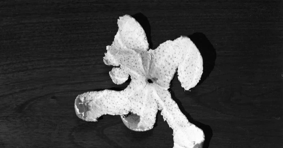 Abstract white textured form with symmetrical petal-like or floral shapes against dark background, mixed-media work.