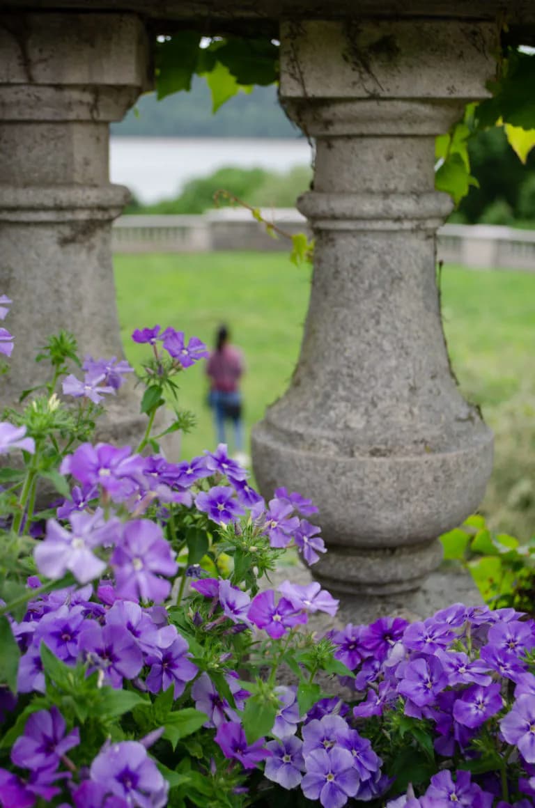 Bright purple petunias in foreground framing a stone garden pergola column, with green lawn and blurred figures visible beyond.