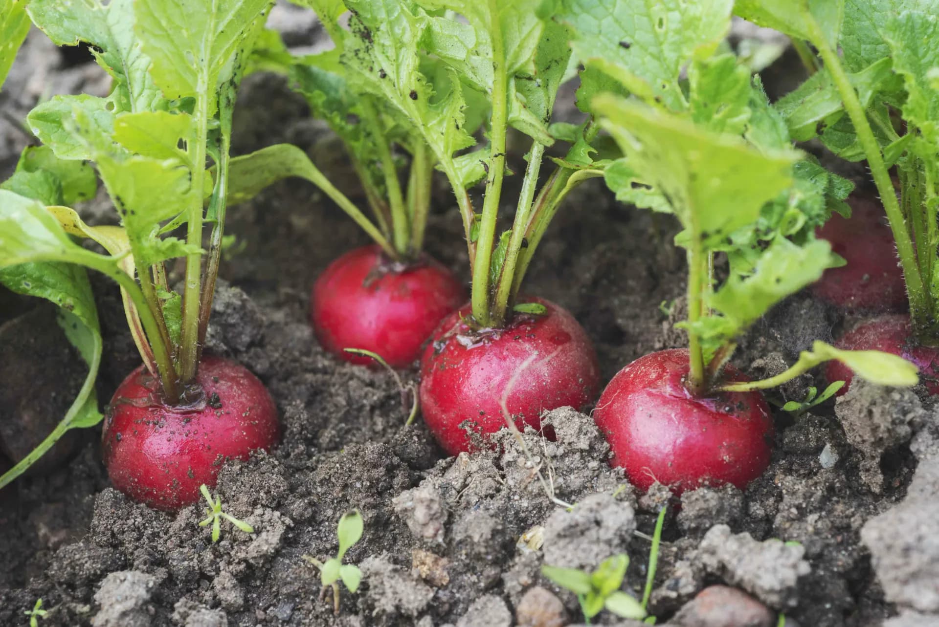 Close-up photograph of red radishes with green leafy tops growing in dark soil, bright natural lighting emphasizing the vegetables' vivid color and texture.