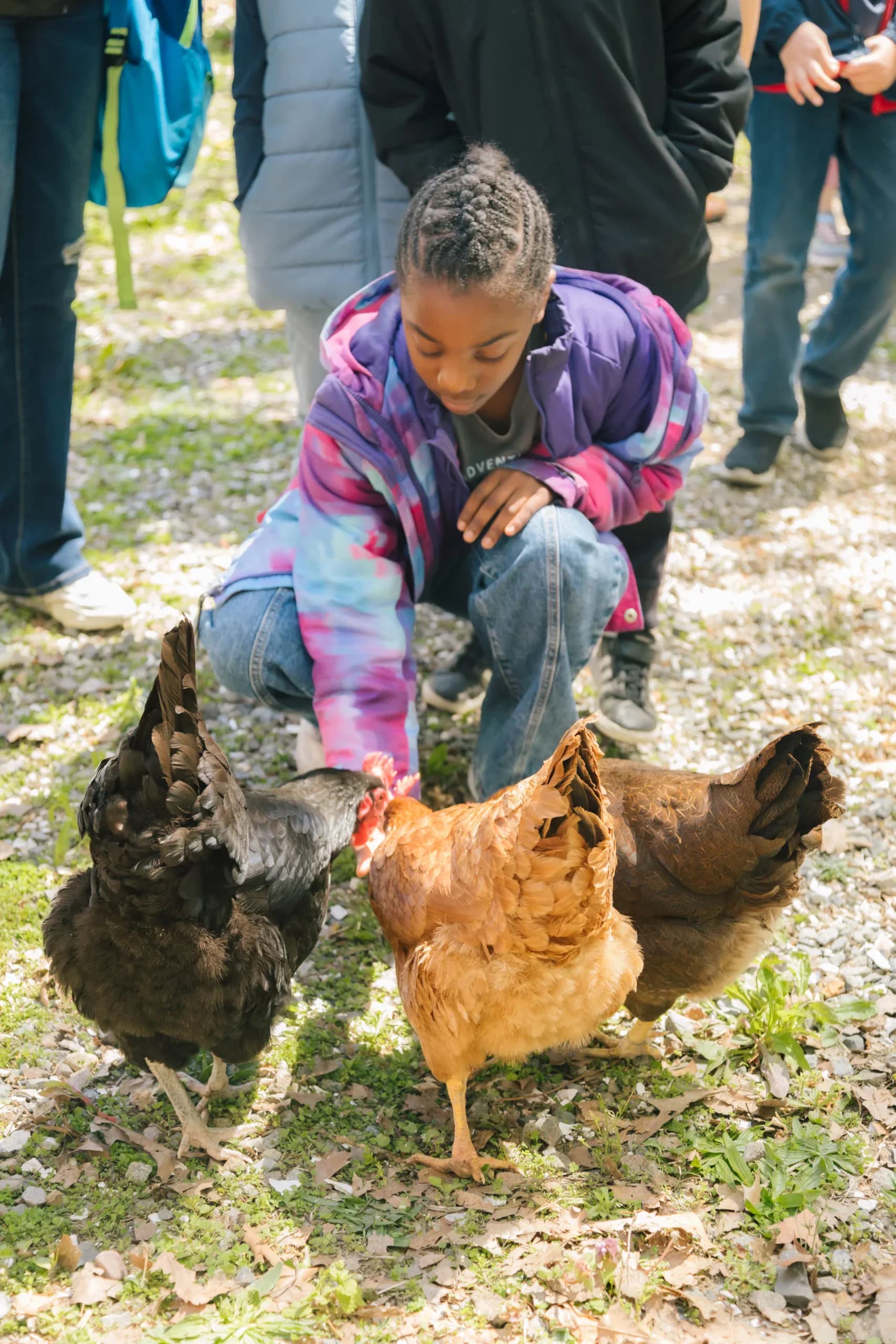 Child in pink and purple tie-dye jacket crouches to feed two brown and black chickens on gravel ground, surrounded by onlookers at what appears to be an outdoor educational event.