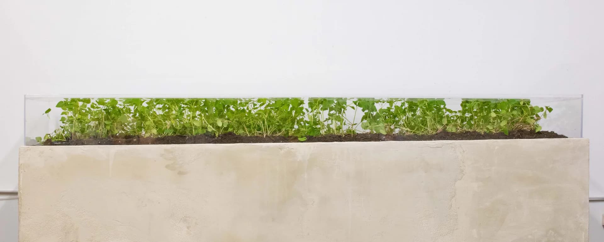 Minimalist installation with lush green moss or plant material growing in a long rectangular concrete planter box.
